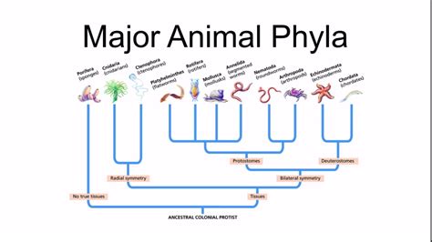 PHLA is .